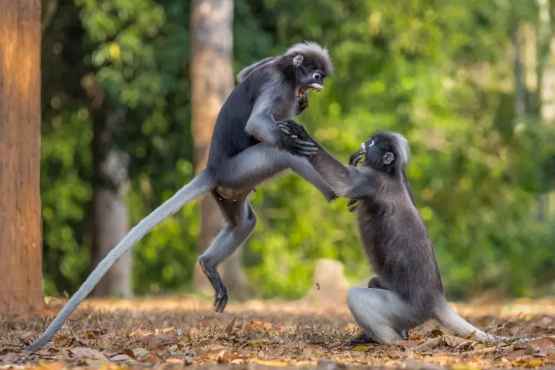Cele mai amuzante fotografii cu animale din 2018