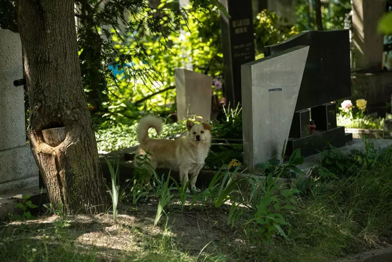 cimitir doina chisinau (7)