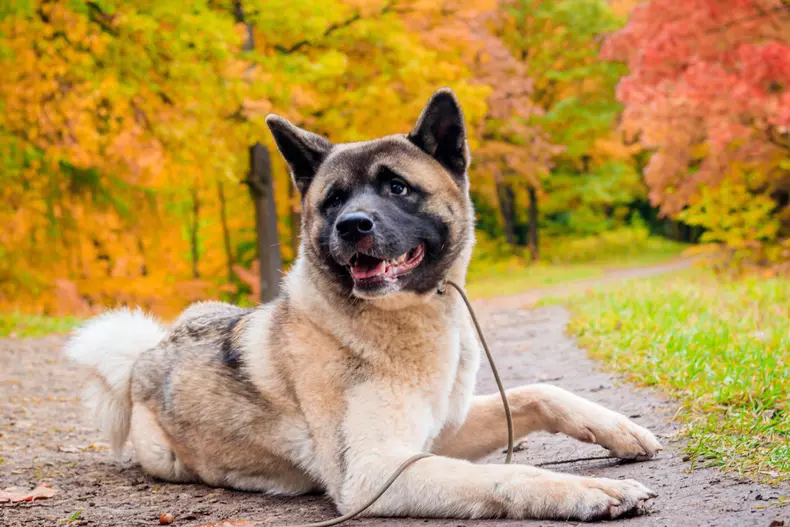 akita1