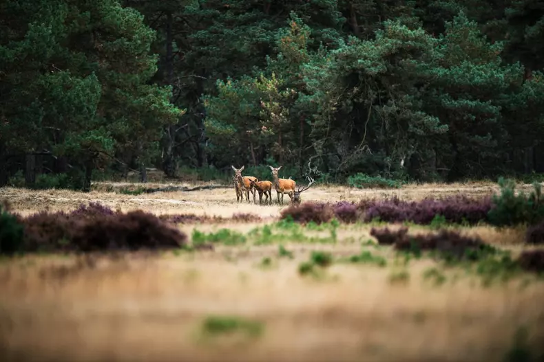 Hoge Veluwe National Park, Netherlands