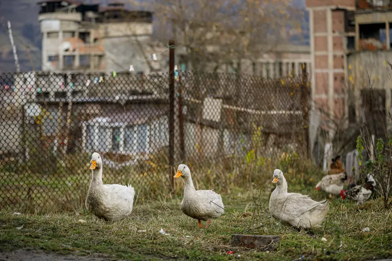 Un “pluton” de rate e singura armată care disciplinează colonia