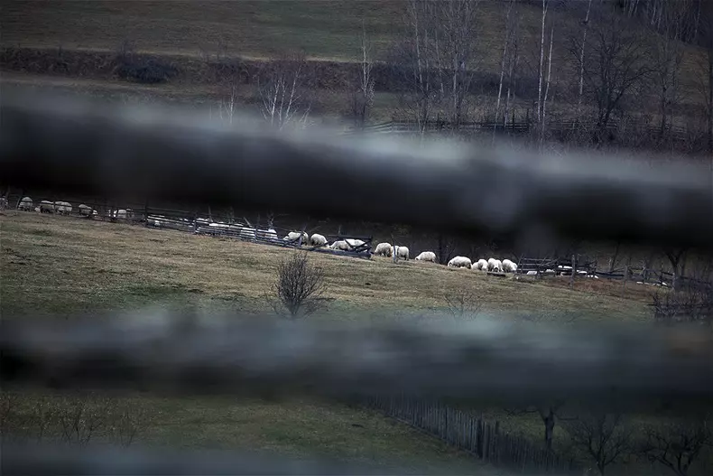 Oile familiei Toader pe pășunile din Jina