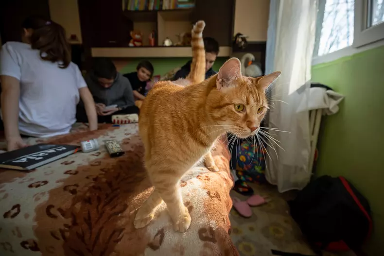 Motanul Bubu vine des în vizită și se simte ca acasă printre cei cinci copii.