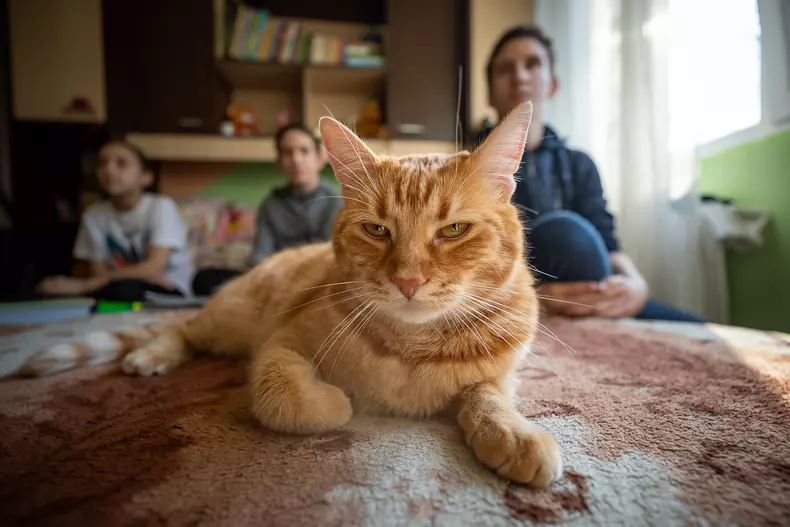 Copiii stau în pat și se uită la televizor. Bubu face și el același lucru.