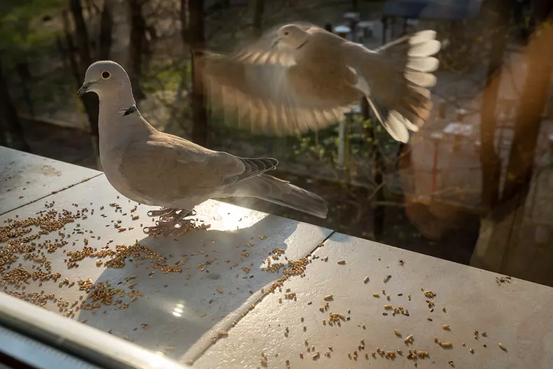 Doi guguștuci se așează pe pervaz să mănânce semințe, spre încântarea copiilor.