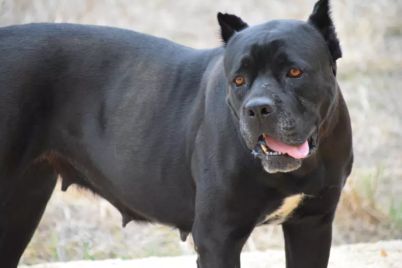 Rase de câini mari - Cane Corso