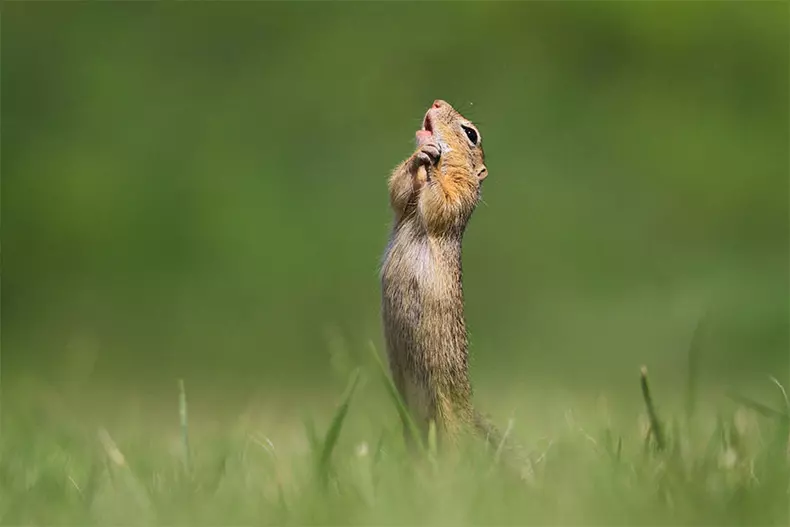 Comedy Wildlife Photography Awards 2020