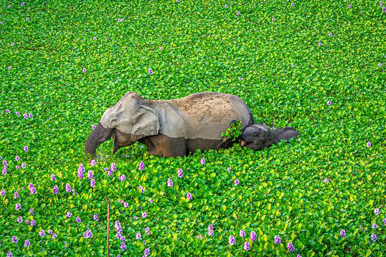 Comedy Wildlife Photography Awards 2020