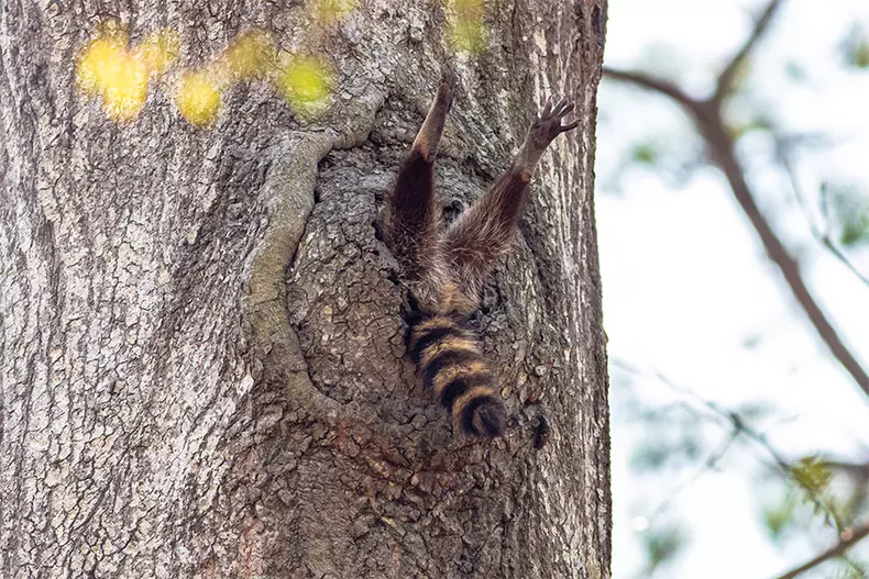 Comedy Wildlife Photography Awards 2020