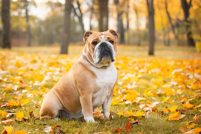 Animale de companie pentru apartament - câini din rasa Bulldog englez