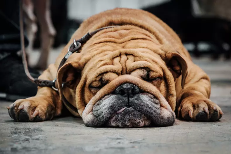 Câine de rasă cu pliuri și riduri faciale - Bulldog