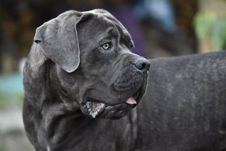 cane-corso-caine