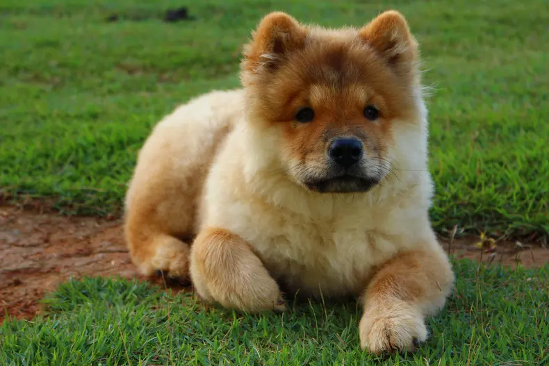 Chow Chow - pui de chow chow