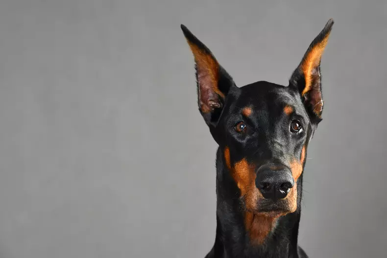 Cum arată un Doberman