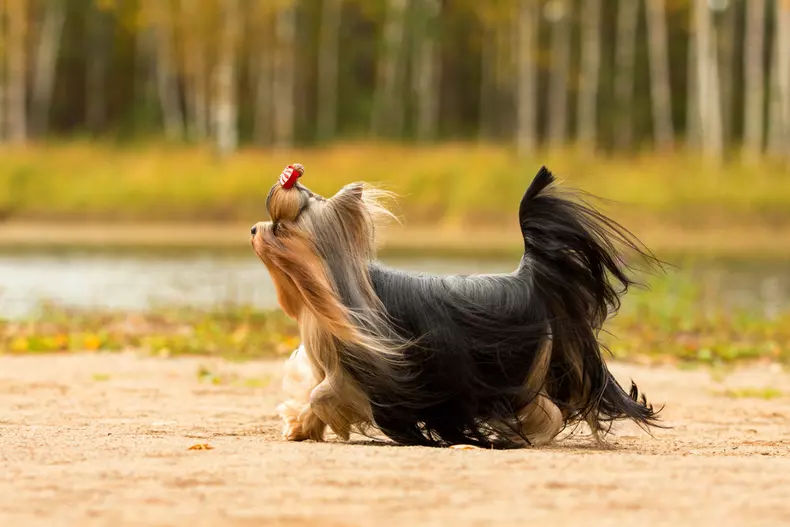Cum arată un Yorkshire Terrier