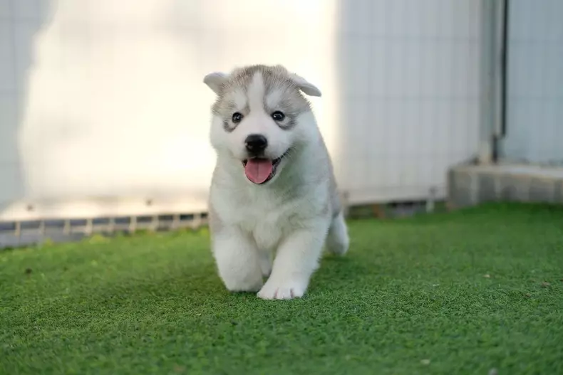 husky-caine-pui