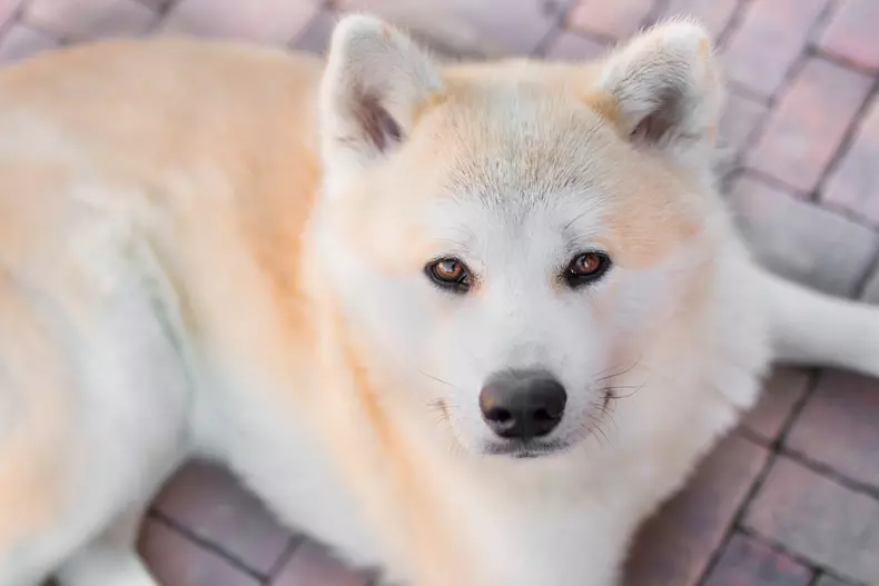 Îngrijire și toaletaj pentru un animal de companie