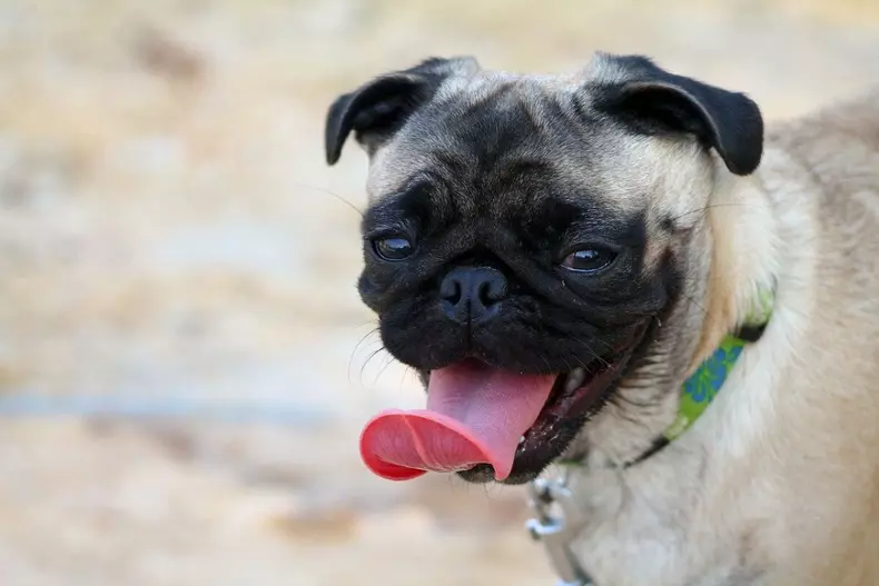 pug-caine