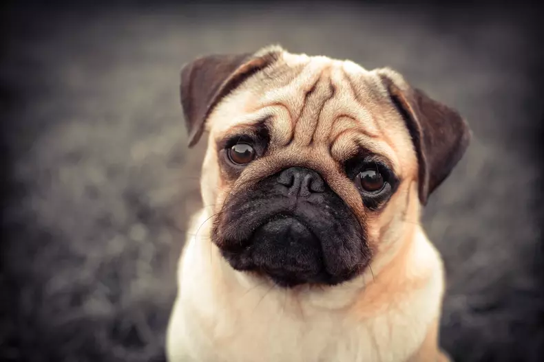 Rasă de câine Pug
