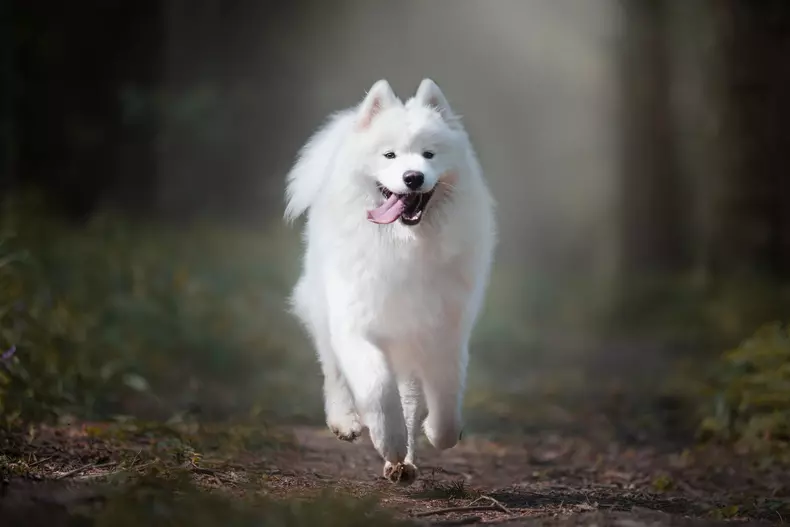 Samoyed - cât costa un samoyed