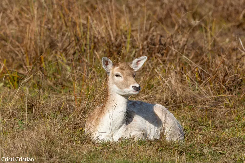 123116046_211647053645653_9050683027404898957_o