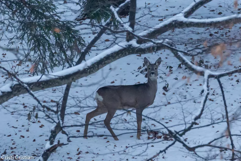 128257109_225320265611665_100181288551998733_o