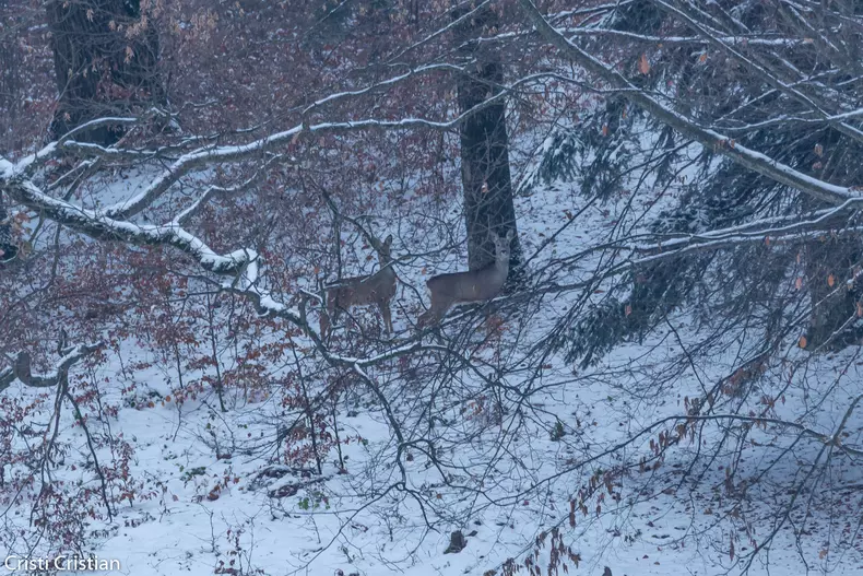 128530278_225320308944994_5443313794721680004_o