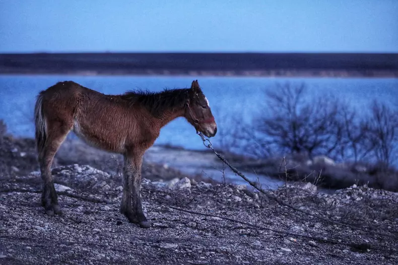 Peste 40 de cai maltratați, găsiți la Techirghiol. Bătuți și abadonați în frig FOTO: Eli Driu