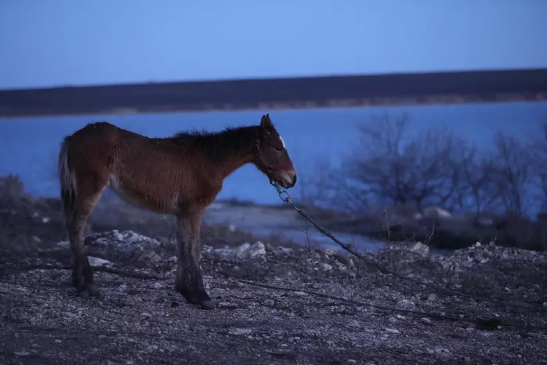 Peste 40 de cai maltratați, găsiți la Techirghiol. Bătuți și abadonați în frig FOTO: Eli Driu