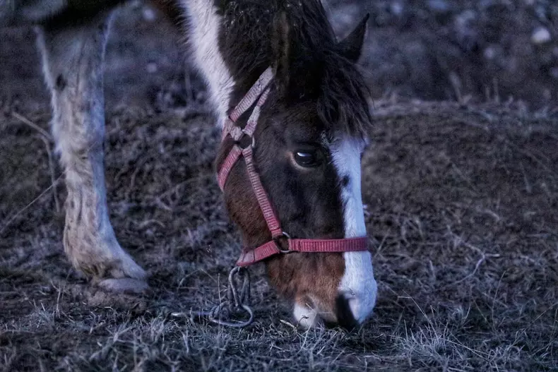 Peste 40 de cai maltratați, găsiți la Techirghiol. Bătuți și abadonați în frig FOTO: Eli Driu