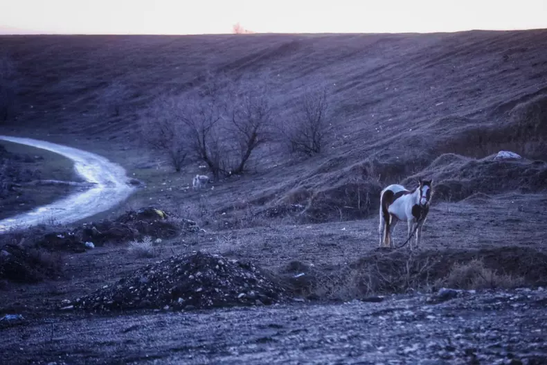 Peste 40 de cai maltratați, găsiți la Techirghiol. Bătuți și abadonați în frig FOTO: Eli Driu