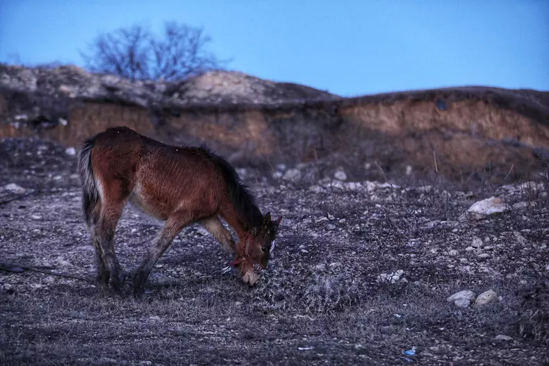 Peste 40 de cai maltratați, găsiți la Techirghiol. Bătuți și abadonați în frig FOTO: Eli Driu