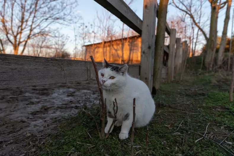 Adăpostul Save the Dogs, de lângă Cernavodă