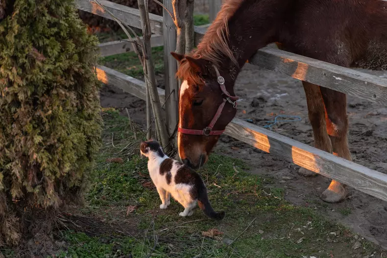 Adăpostul Save the Dogs, de lângă Cernavodă