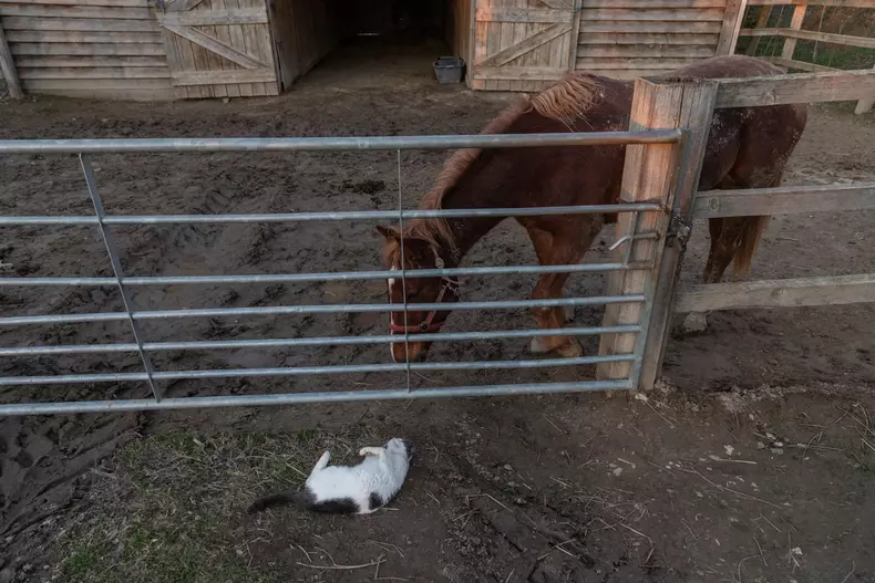 Adăpostul Save the Dogs, de lângă Cernavodă
