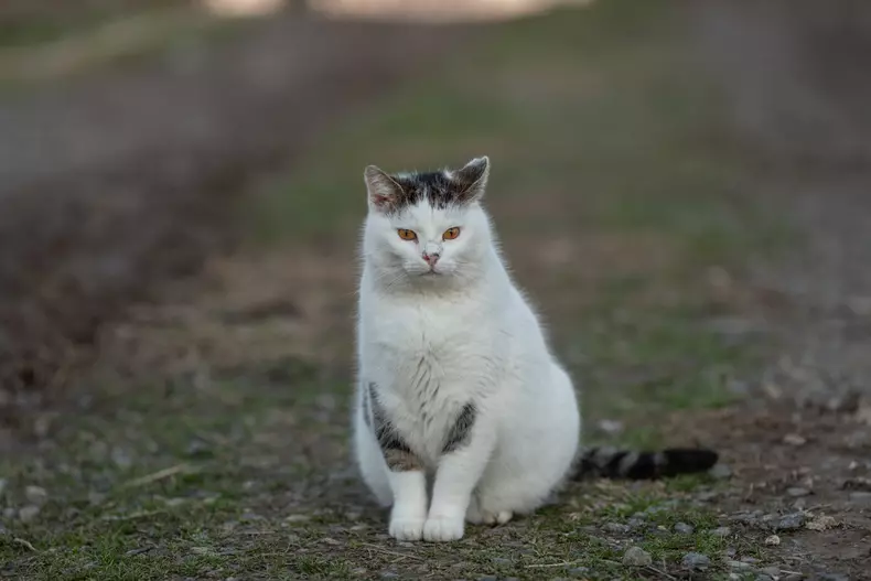 Adăpostul Save the Dogs, de lângă Cernavodă