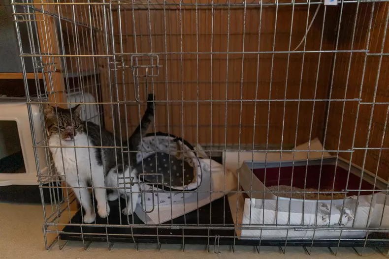 Adăpostul Save the Dogs, de lângă Cernavodă
