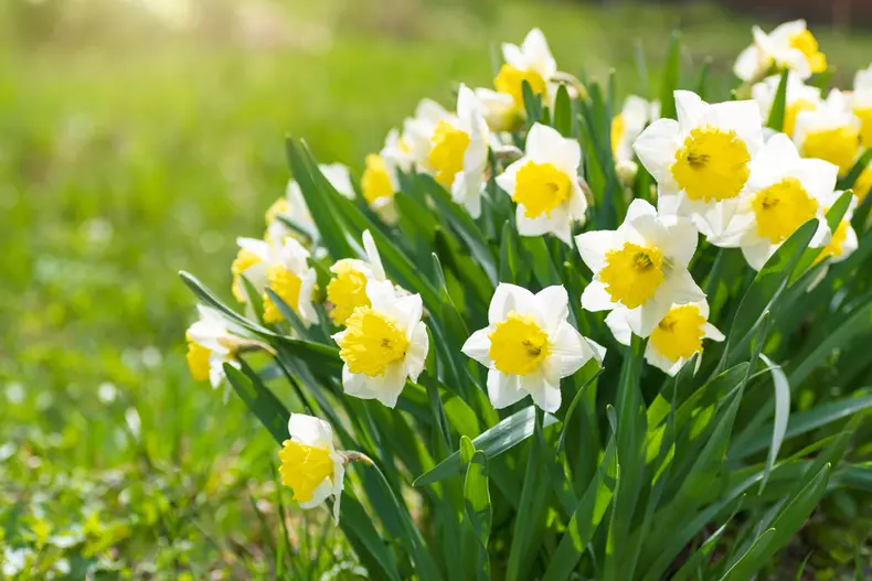 narcise-plantare