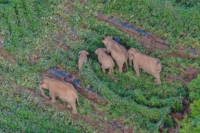 Elefanti China, profimedia-0616745017