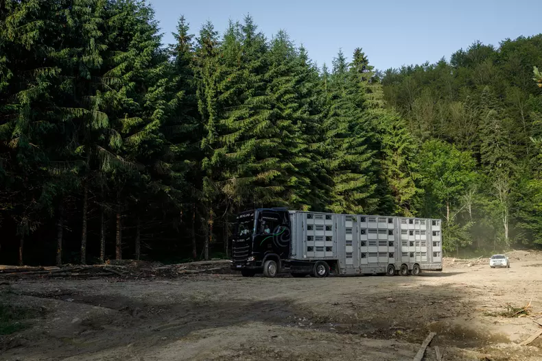 zimbri armenis wwf vlad chirea