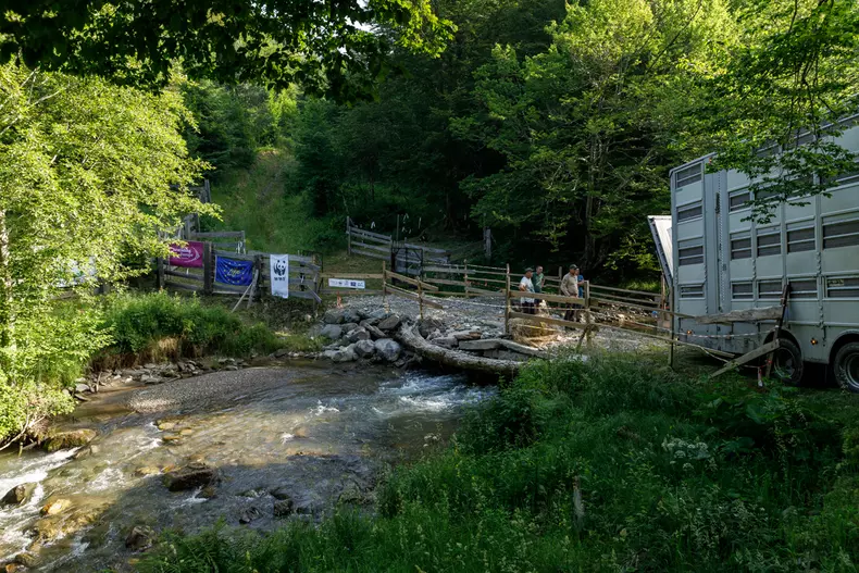 zimbri armenis wwf vlad chirea