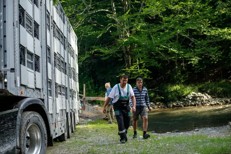 zimbri armenis wwf vlad chirea