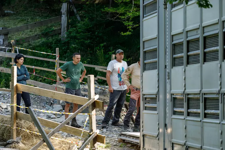 zimbri armenis wwf vlad chirea