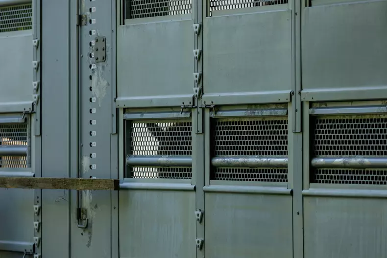 zimbri armenis wwf vlad chirea