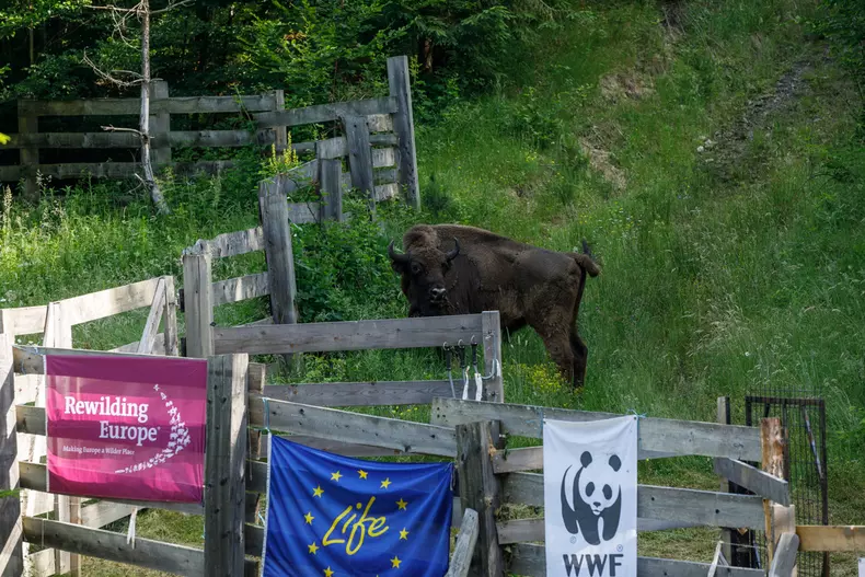 zimbri armenis wwf vlad chirea