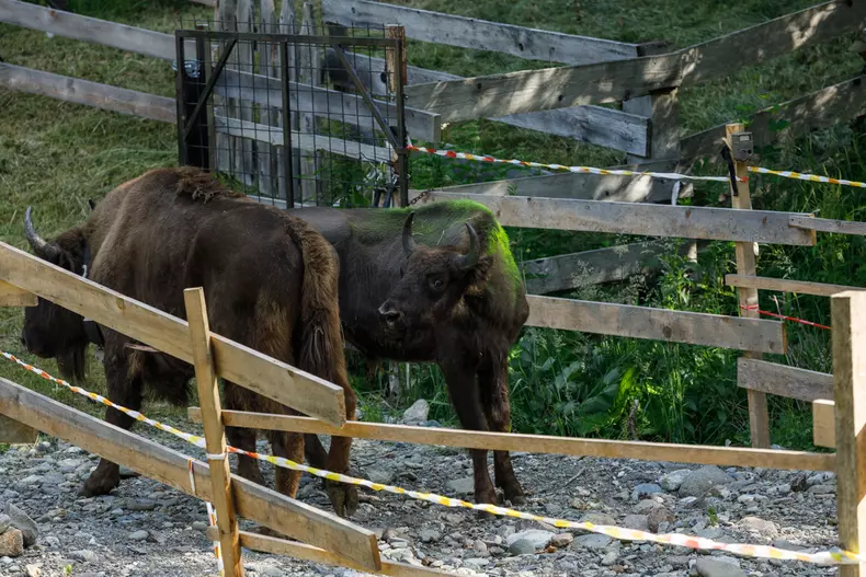 zimbri armenis wwf vlad chirea