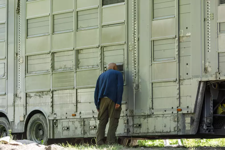 zimbri armenis wwf vlad chirea