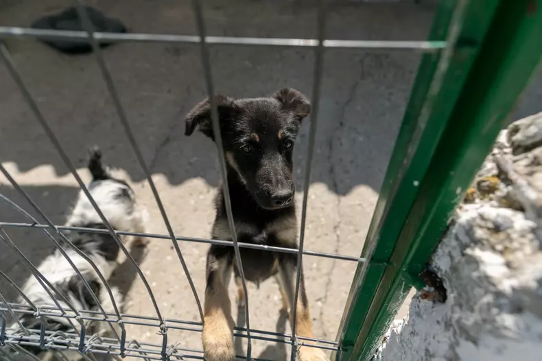 studenti turci voluntari aspa bucuresti vlad chirea