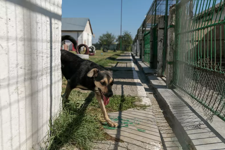 studenti turci voluntari aspa bucuresti vlad chirea