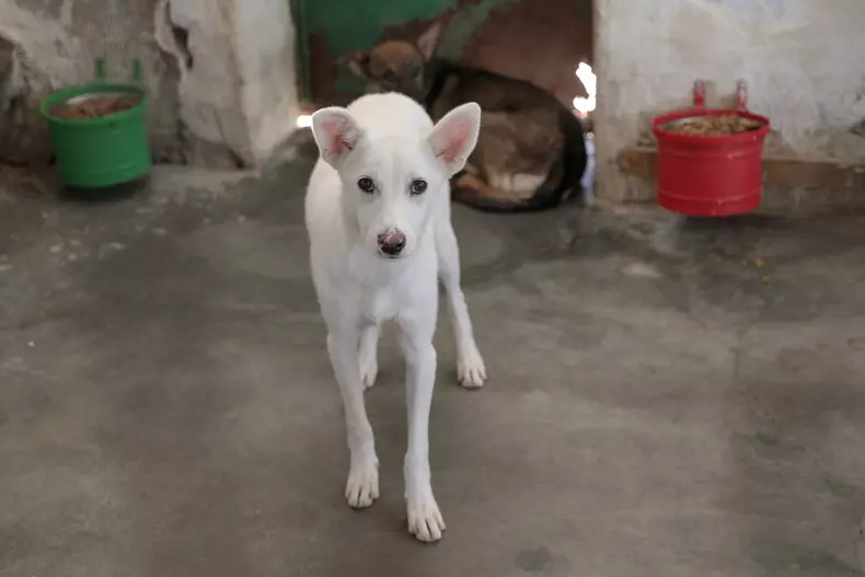 studenti turci voluntari aspa bucuresti vlad chirea